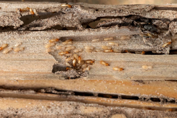 Best Wasp Removal Services  in Rossmoor, NJ